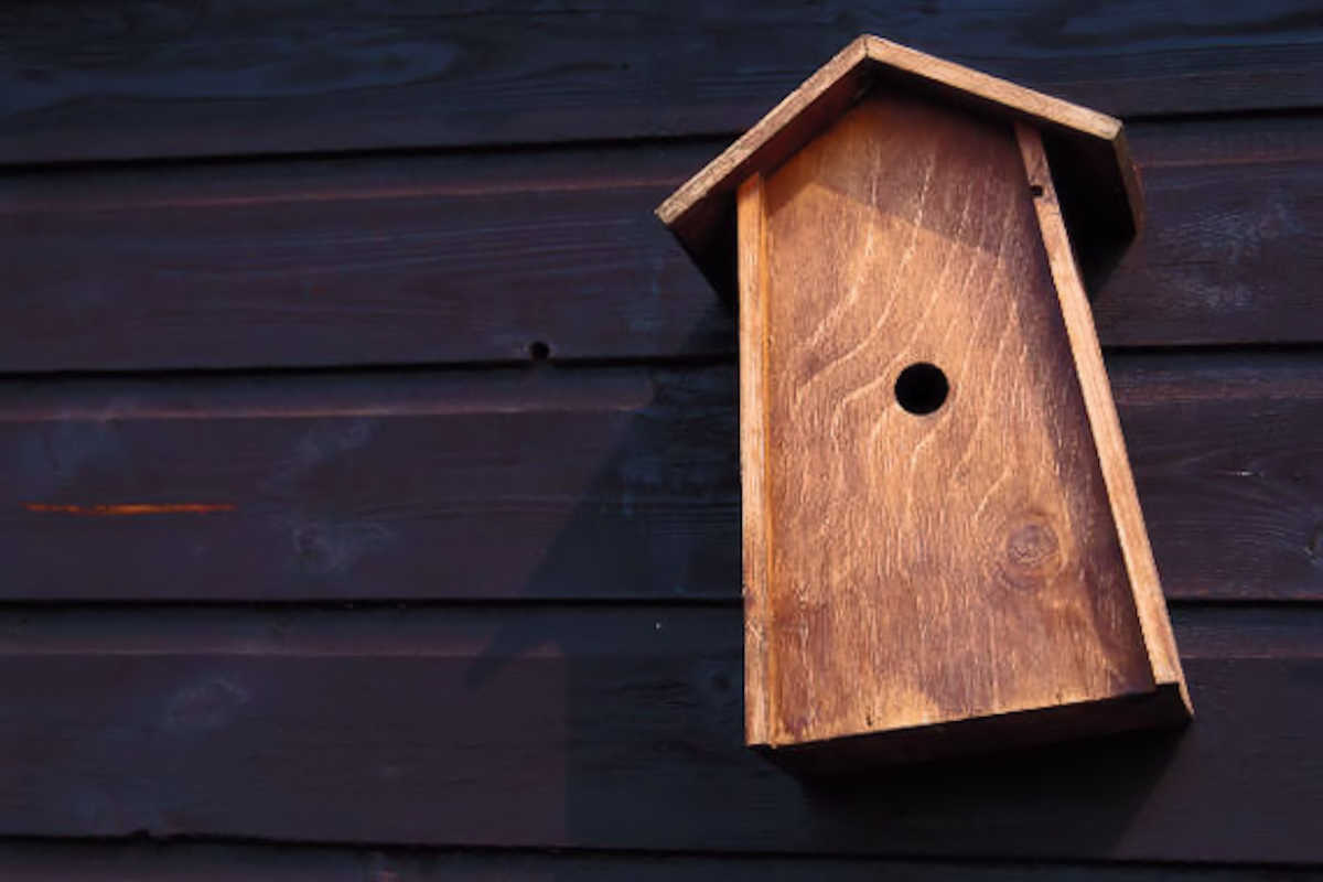 Free Nature Studies: Landlord to the Birds