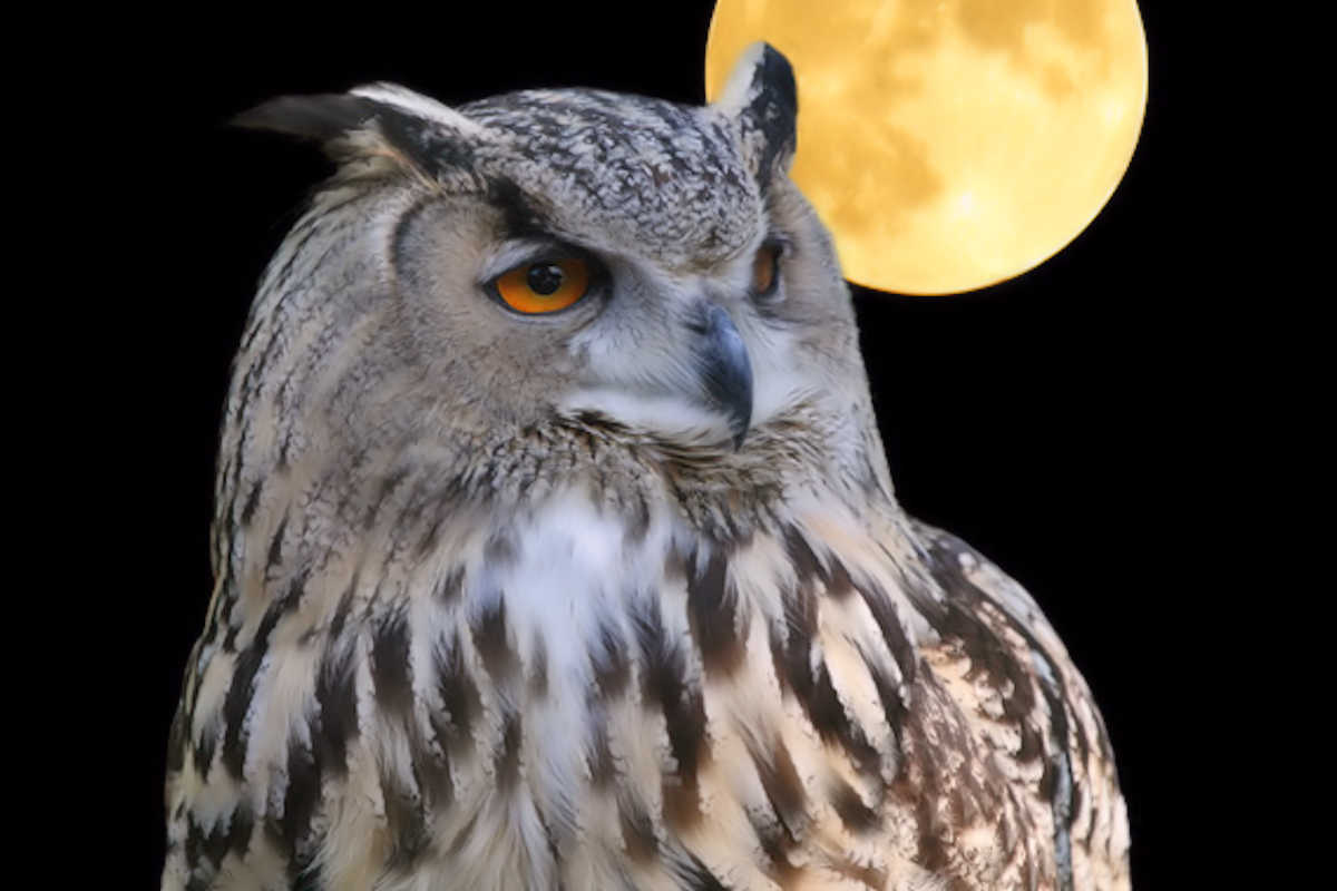 Free Nature Studies: Bird Guardians (Owls)