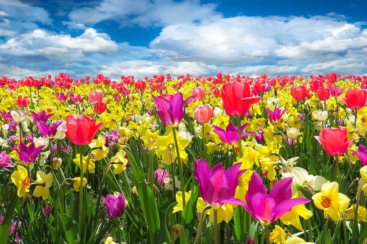 "I Wandered Lonely as a Cloud" by William Wordsworth