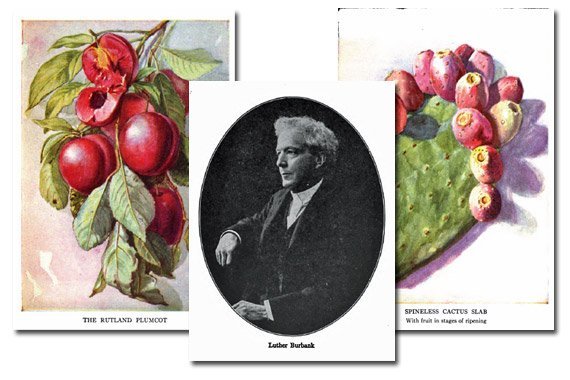 Stories of Luther Burbank and His Plant School {Free eBook}