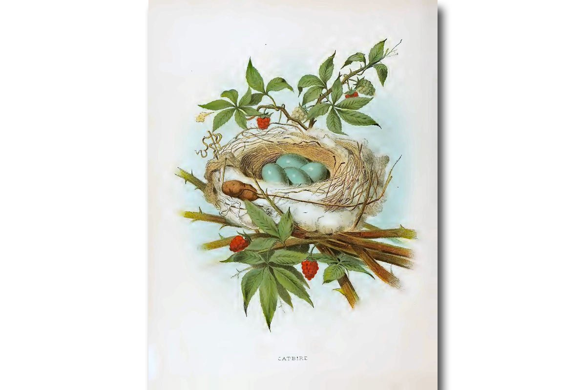 Nests & Eggs: Catbird