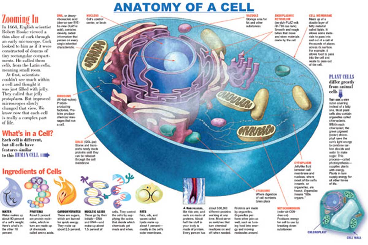 Anatomy of a Cell Infographic ~ Free Download