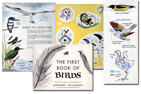 First Book of Birds {Free eBook}