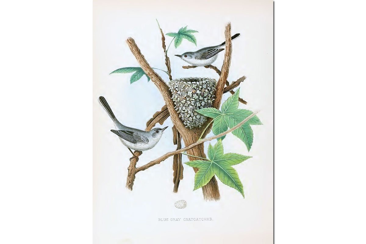Nests & Eggs: Blue-gray Gnatcatcher