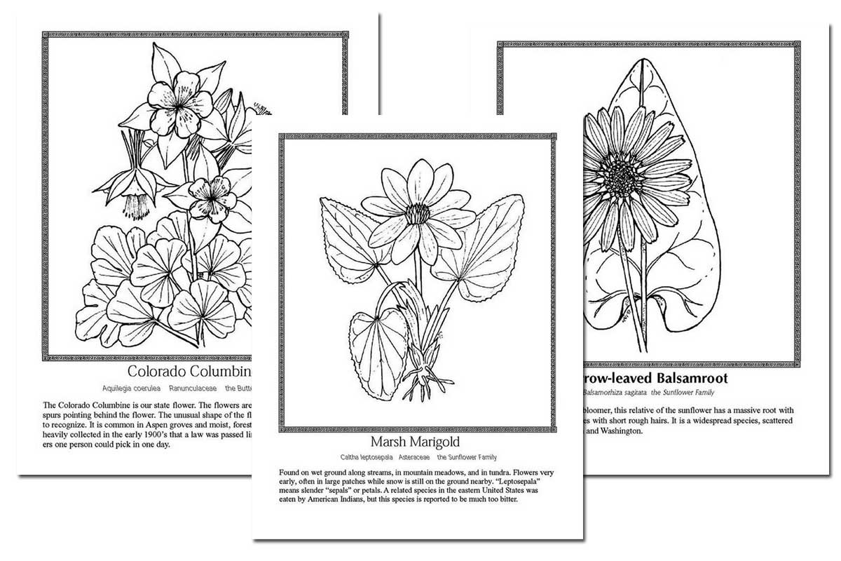 Celebrating Wildflowers Coloring Book ~ Free