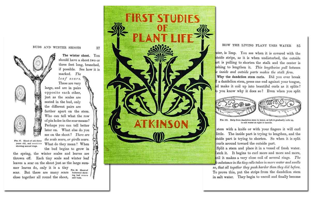First Studies of Plant Life ~ Free eBook
