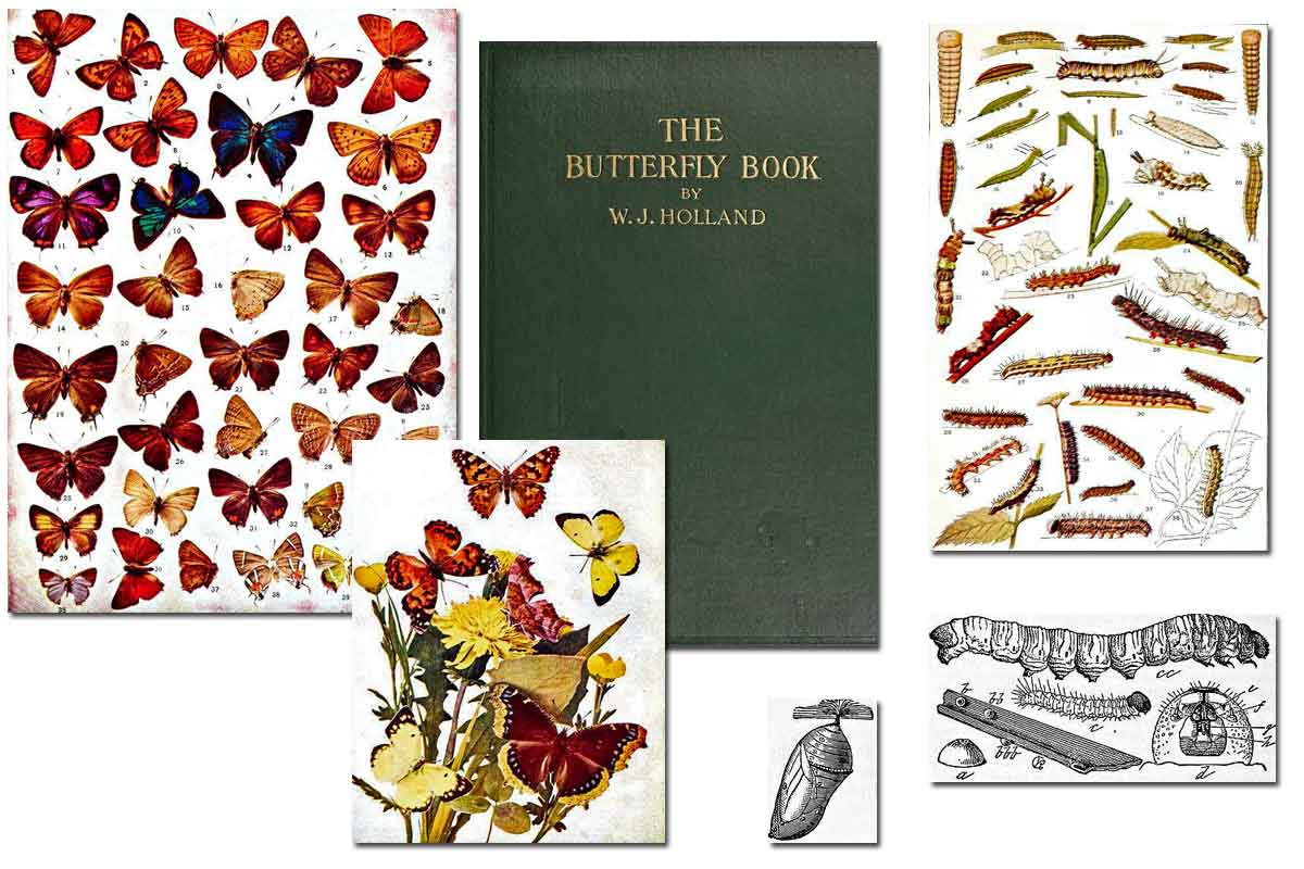 The Butterfly Book ~ Free eBook