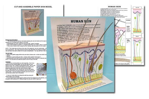 Model of Human Skin {Free Download}