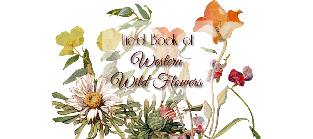 Field Book of Western Wild Flowers {Free eBook}