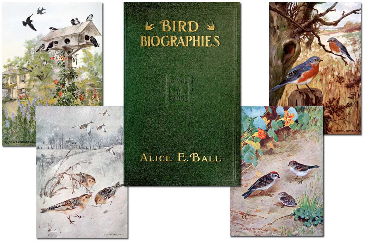 Bird Biographies {Free eBook}