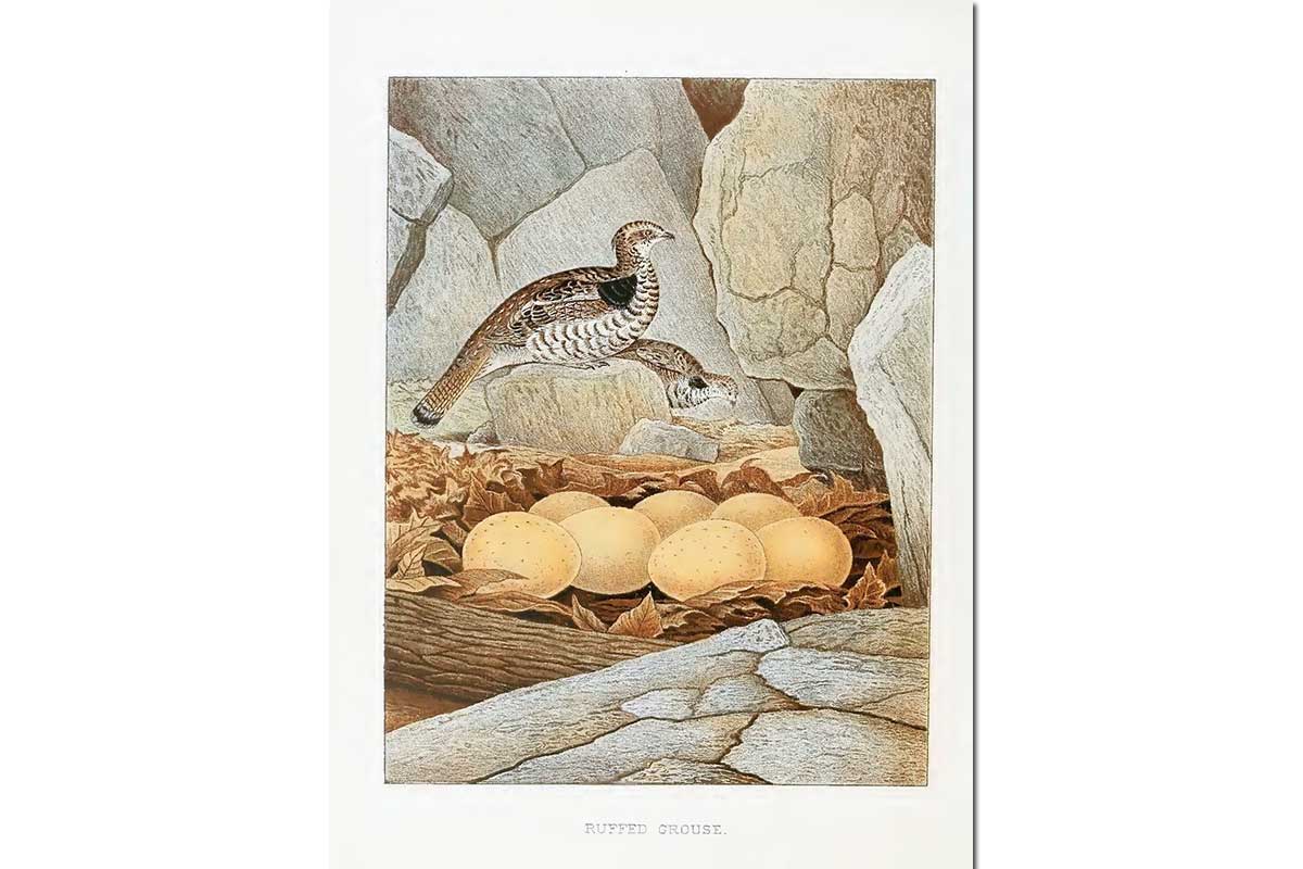 Nests & Eggs: Ruffed Grouse