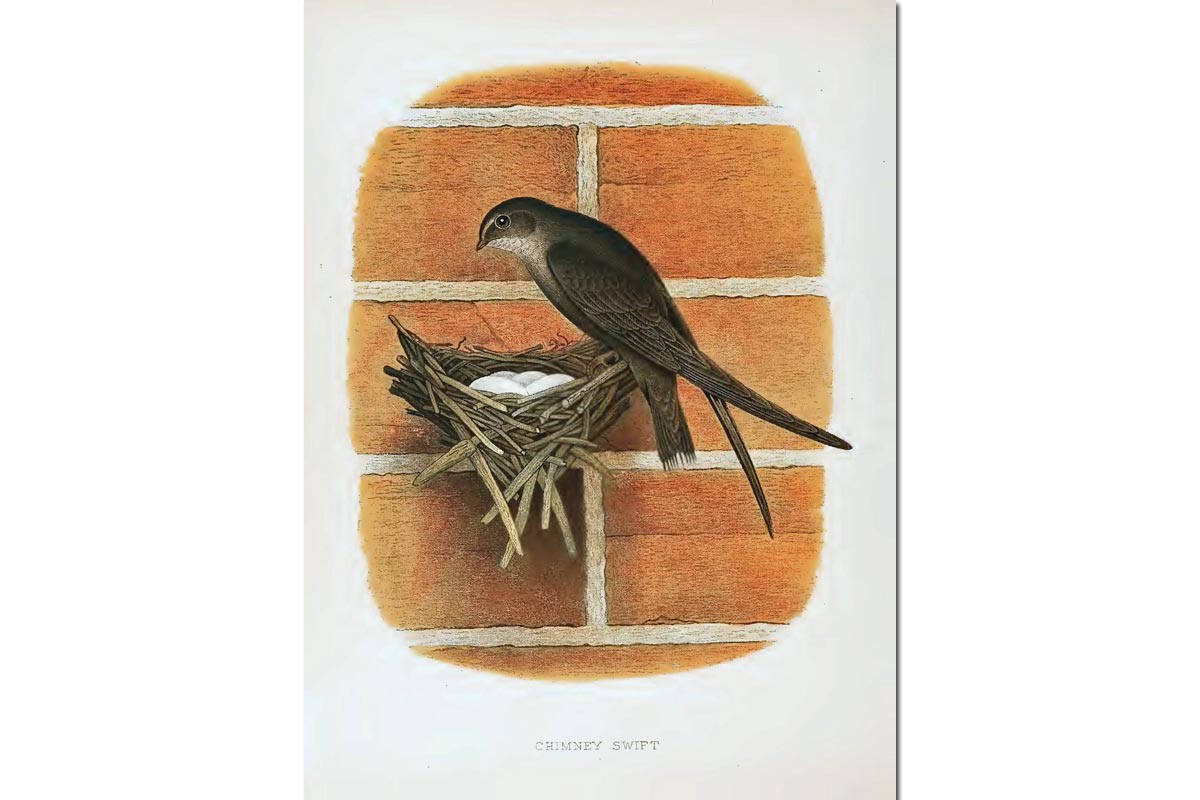 Nests & Eggs: Chimney Swift