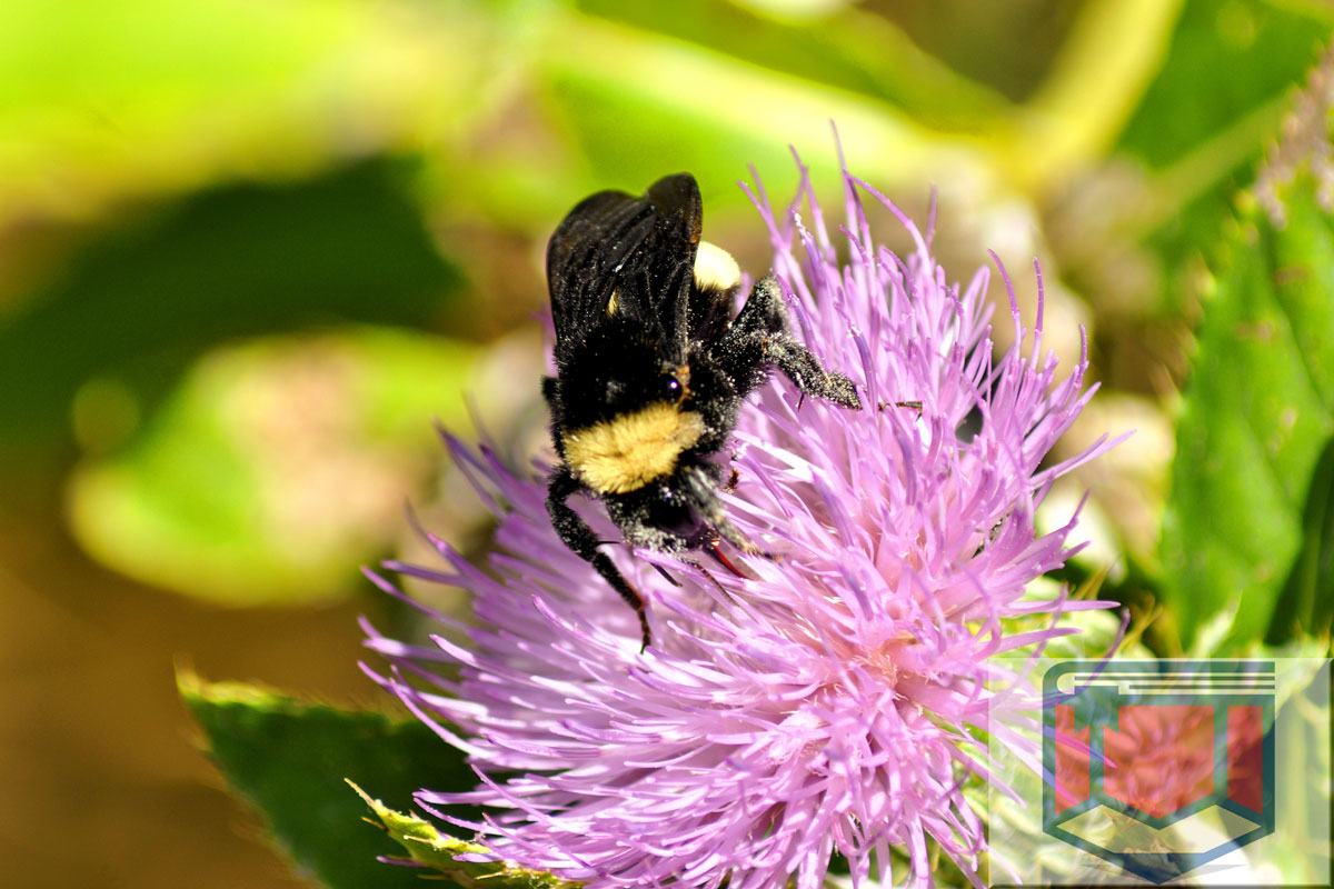 Watts, Isaac: “How Doth the Little Busy Bee”