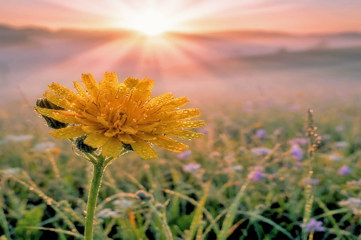 Lowell, James Russell: “To the Dandelion”