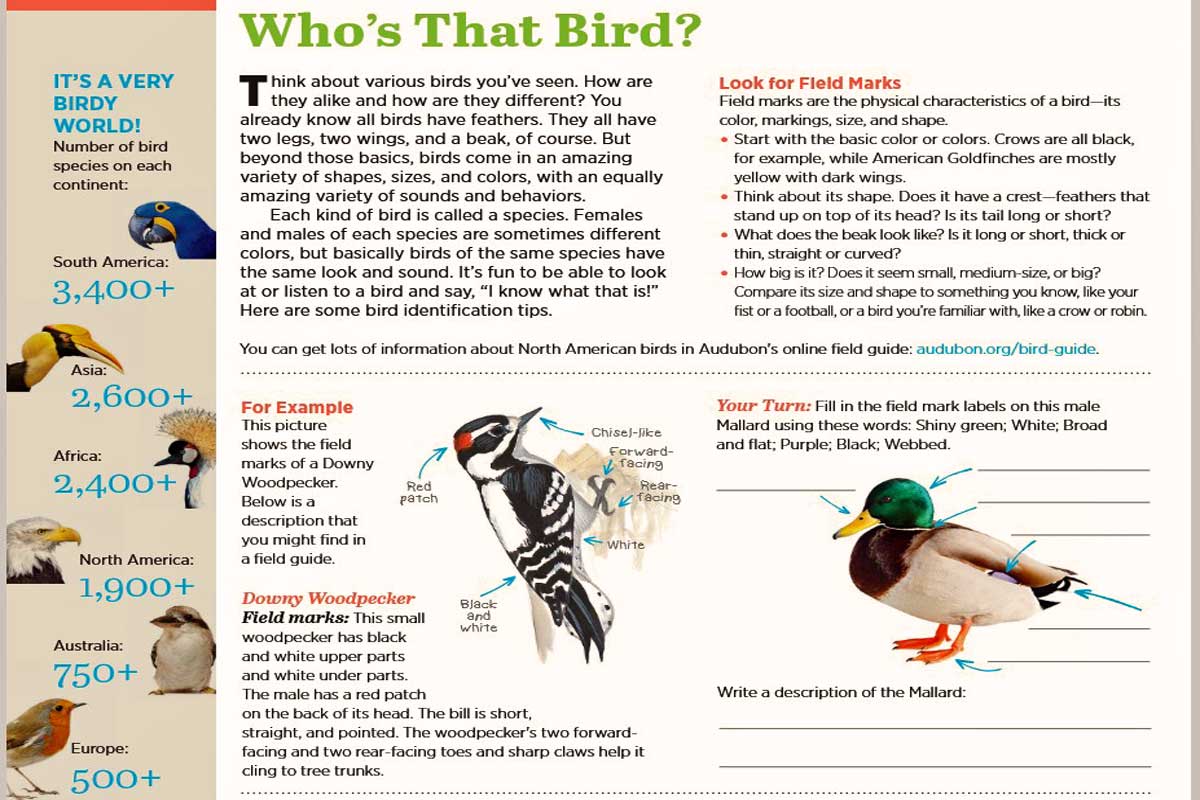 Get to Know Birds ~ Free Find