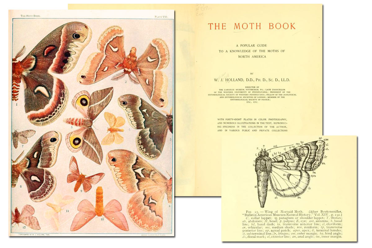 The Moth Book ~ Free eBook